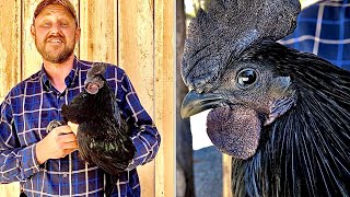 Eating the world’s rarest chicken!! Ayam Cemani chicken! Is the meat black?