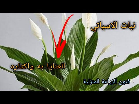 فيديو: كيفية زرع Spathiphyllum