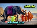 ส่งถึงวัด เด็กวัด(ช้างน้อย)หิว อาการจะเป็นยังไง एक हाथी,elephant