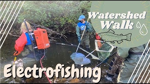 Electrofishing- Watershed Walk