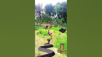 a real life anaconda attack #vfx #snake #nagin #cobra #funny #anaconda #viralshort #viralreels #vira