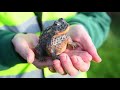 Toad Patrol at Cottonstones. 16th January 2020