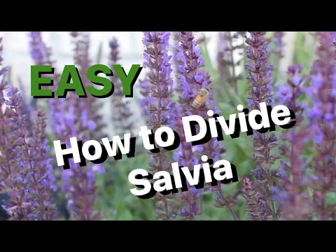 How to Split or Divide Salvia