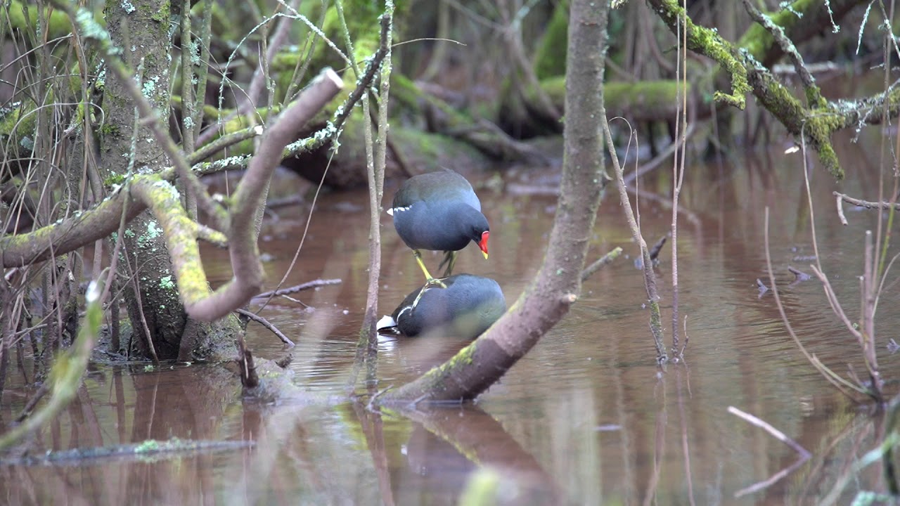Moorhens mating