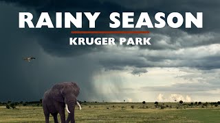 Rainy Season | Kruger National Park | Lower Sabie           #krugernationalpark #africa