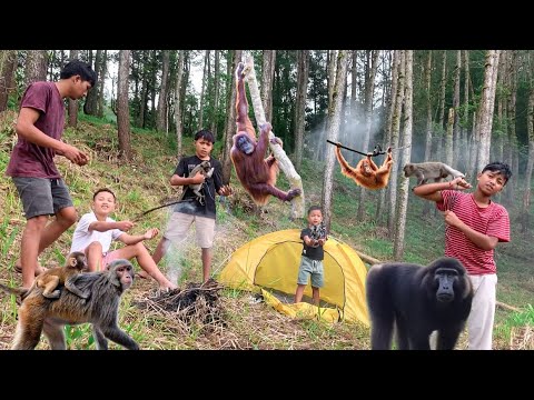 Lagi Asik Asiknya Camping Malah Di Serang Sama Ribuan Monyet