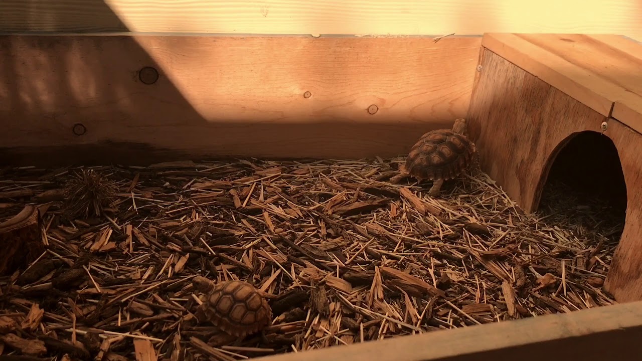 Sulcata Tortoises anxious to sun bath