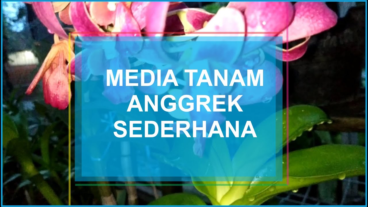 MEDIA TANAM ANGGREK | PLANT MEDIA FOR ORCHID 