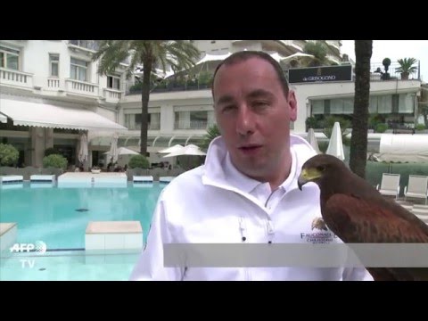 Cannes: Falcons protect chic seaside hotels from gulls