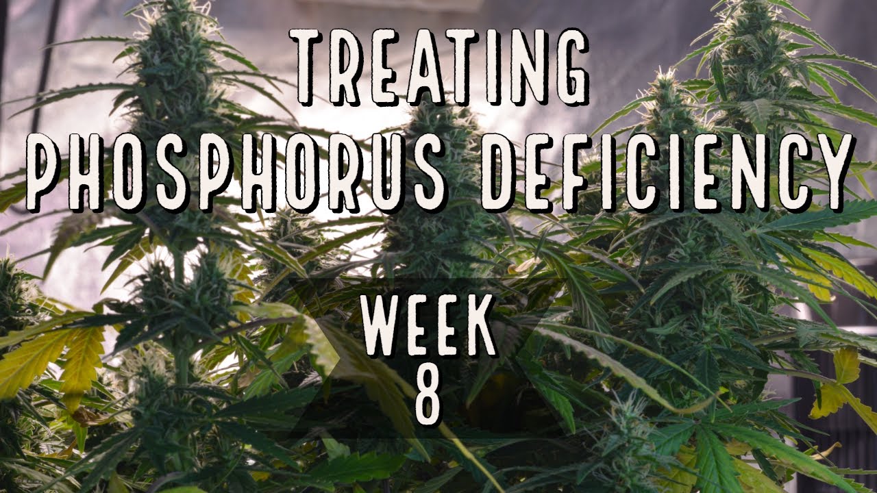 Season 2 (Week 8): How To Treat Phosphorus Deficiency