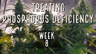 Season 2 (Week 8): How To Treat Phosphorus Deficiency