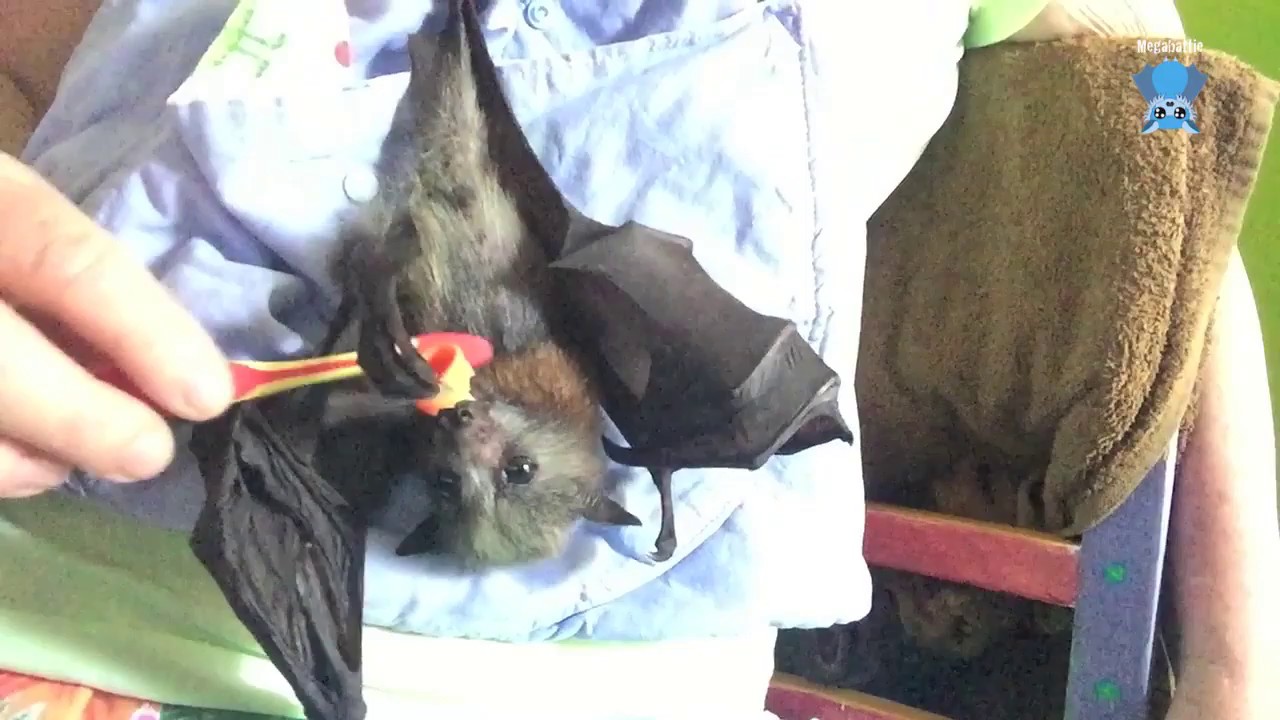 Baby bat daily life this is Windsong playing YouTube