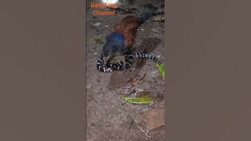 Bìm bịp bắt rắn cạp nia cực, huấn luyện chim săn mồi #tiktok #shorts