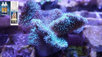 Dosing Elements and Why - Calcium (Part 2)