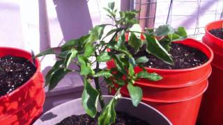 Spring summe garden 2011 update