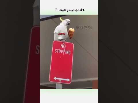 أفضل دوبلاج للببغاء دبلجة مضحكة ضحك اكسبلور السعودية دوبلاج ببغاء My Kingo Shorts