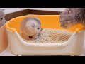 A cute kitten who is taught by a mother cat how to use the toilet for the first time.