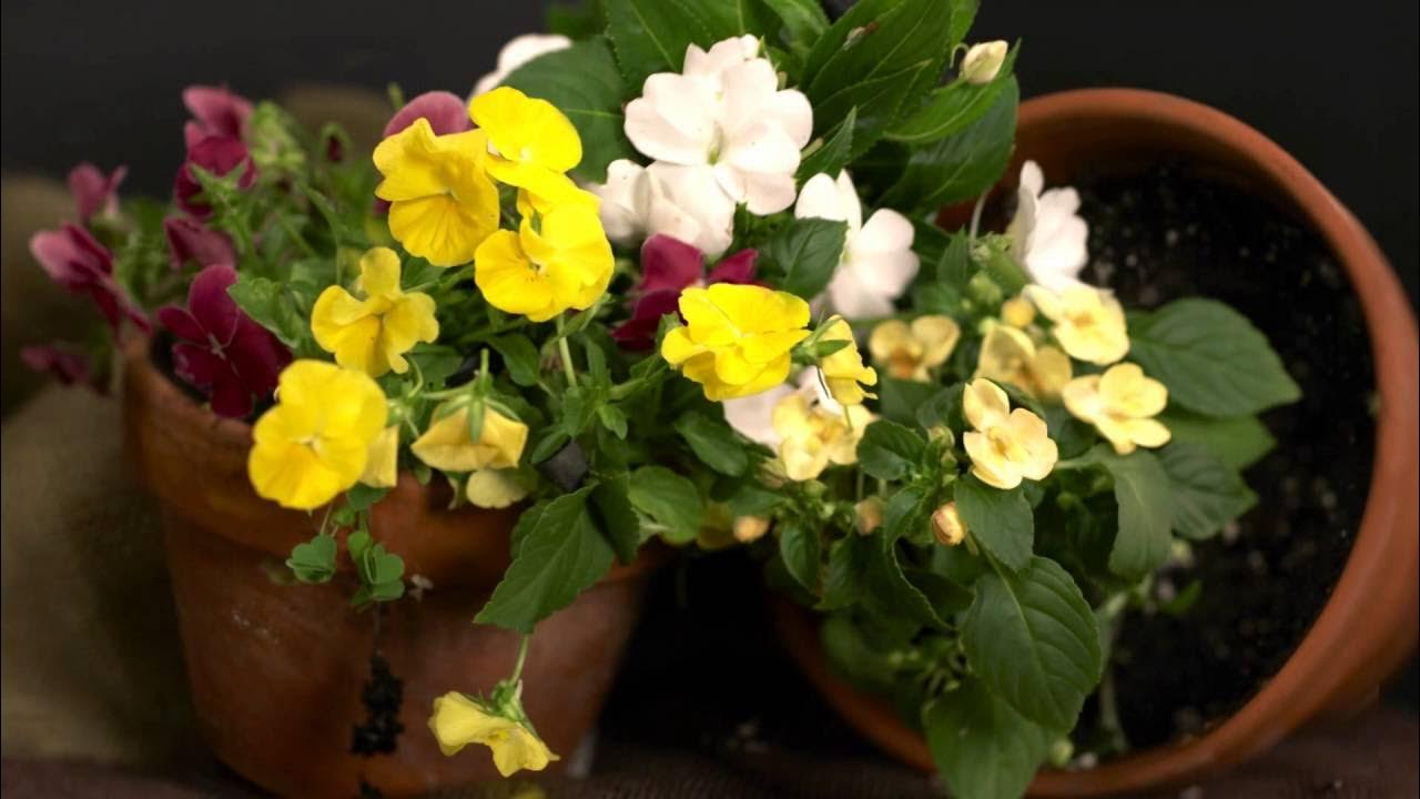 Preview How to Paint Flowers in Oil with Stephanie Birdsall YouTube