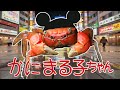 かにまる子ちゃんED エッチな呪文