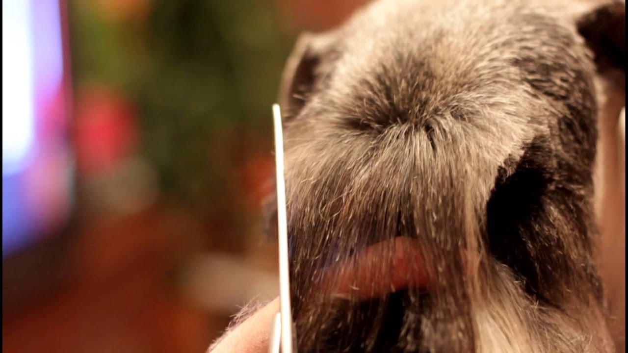 стрижка головы (челки) миттельшнауцера - YouTube