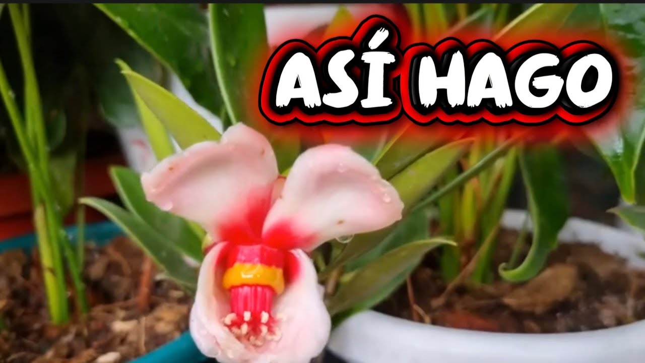 MIRA CÓMO LO HAGO para que florescan/Liliana Muñoz