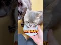 うちの猫はでっかい鯛を食べるのか検証した結果、強欲な猫が現れましたww