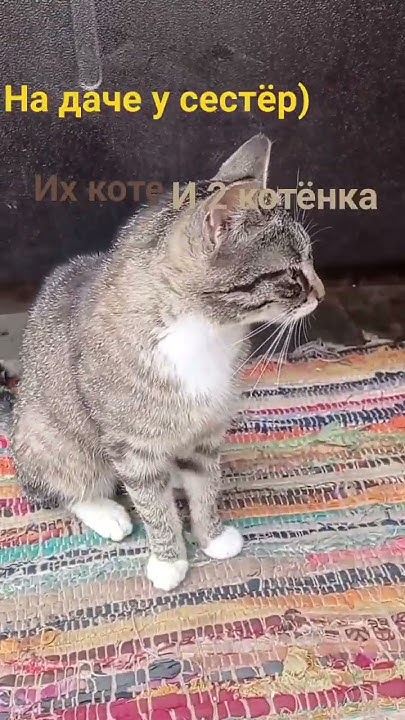 Кошачья банда. #кот #котики #коты #коты #котята - YouTube