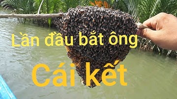 Lần Đầu Đi Bắt Ông Mật /Sự Cần Giờ #8