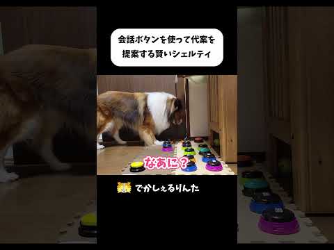 会話ボタンを使って代案を提案する賢いシェルティ #shorts