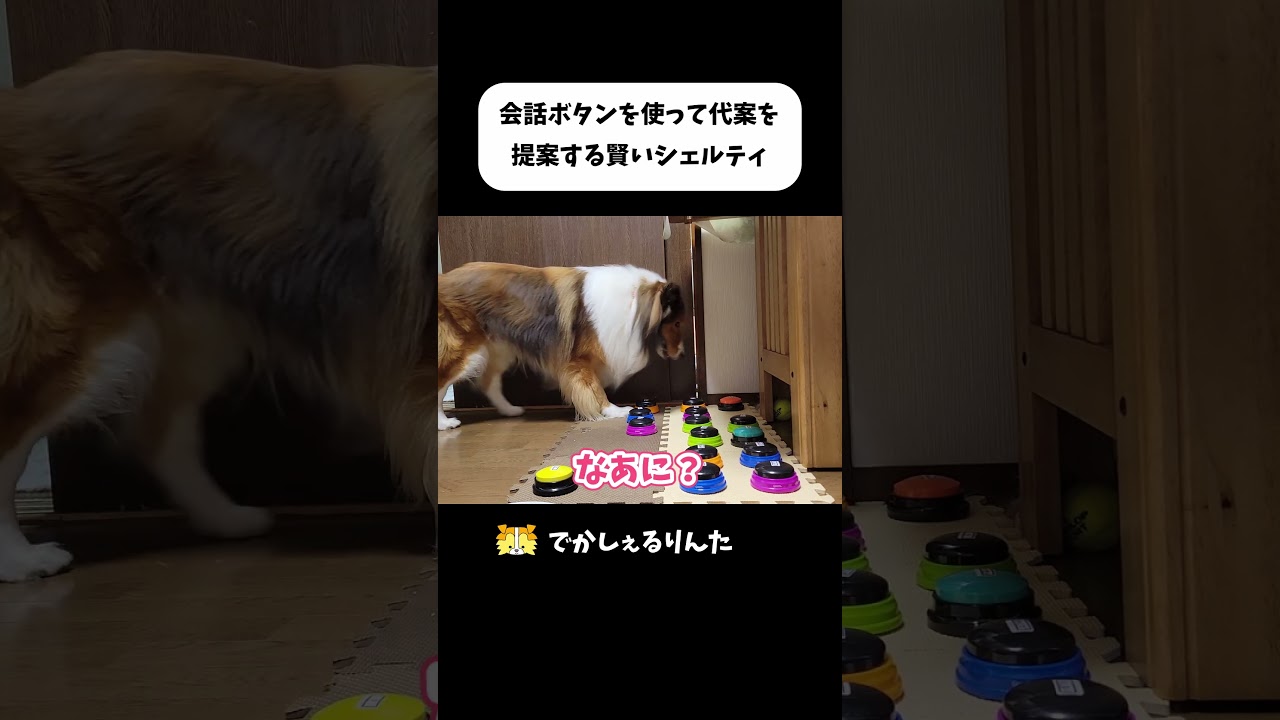 A clever Sheltie uses the conversation button to suggest