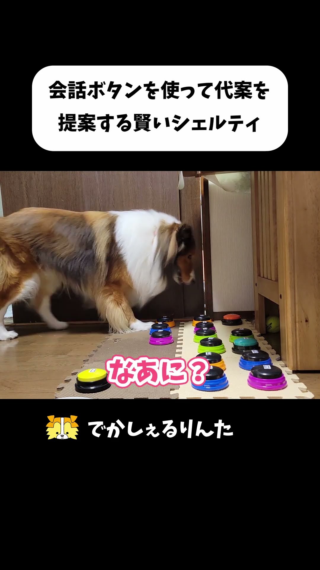 A clever Sheltie uses the conversation button to suggest