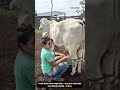 Fresh Milk by Hand 🥛 | Calm Farm Routine | Real Village Life #cow #shorts #rurallife
