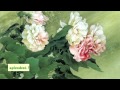 "Nessun Dorma" ( Giacomo Puccini) - Turandot - [Luciano Pavarotti]