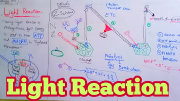 Details of Light reaction of Photosynthesis with diagram | Biology 9th | Chapter 7 Bioenergetics