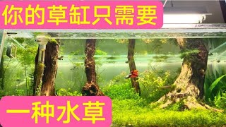 什么前景草后景草你的草缸只需要一种水草