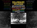 How a single tree almost started a nuclear war #historyfacts #shorts