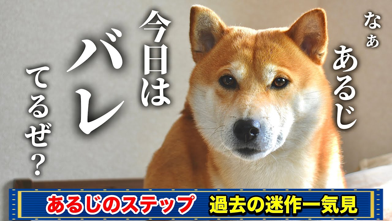 柴犬こむぎが名付け親！？ベイマックス風のウサギが仲間入り【一気見】