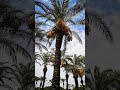 #summer #palm #shorts #sea #relaxing #tropical #beach #hotel #travel #vacation #holiday #medi