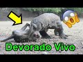 Dragón de komodo se come a un Mono. 😱😱🐒👈