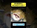 釣りしてたらアンコウ拾った!