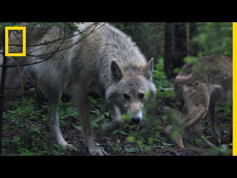 L&rsquo;alimentation des jeunes loups