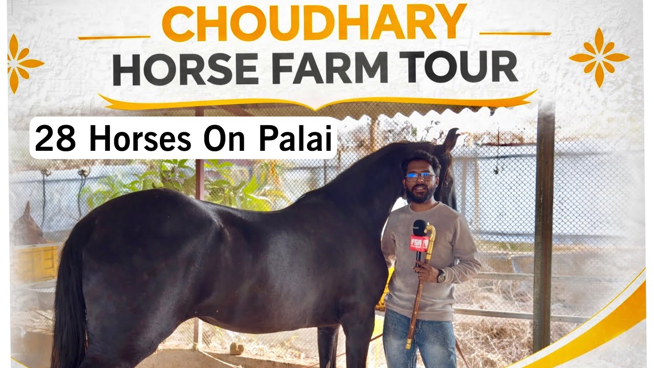 Choudhary Horse Farm Tour (Padgha) - Mumbai’s Biggest Horse Palai Farm