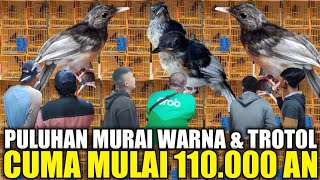LEBIH GILA !!! PULUHAN MURAI BLOROK & TROTOL JAHAT KIRIMAN PETERNAK DIJUAL CUMA MULAI 110 RIBUAN