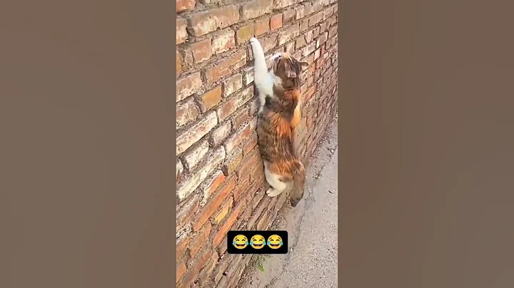 Video 11816511: mainecoon cat kitty pets, mainecoon cat kitten kitty, kitten cat funnycat mainecoon, cat mainecoon funnycats animals, mainecoon cat kitty cute, cat cute funny