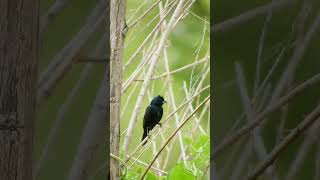 Volatinero Blue-Black Grquit Volatinia Jacarina