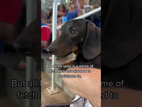 Video: 17 Hundar som sa 