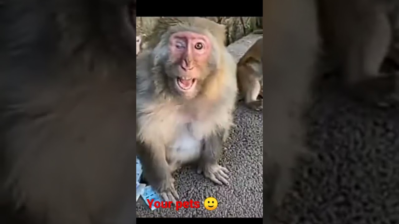made the monkey angry🐒 
