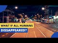 What Would Happen if Humans Disappeared?