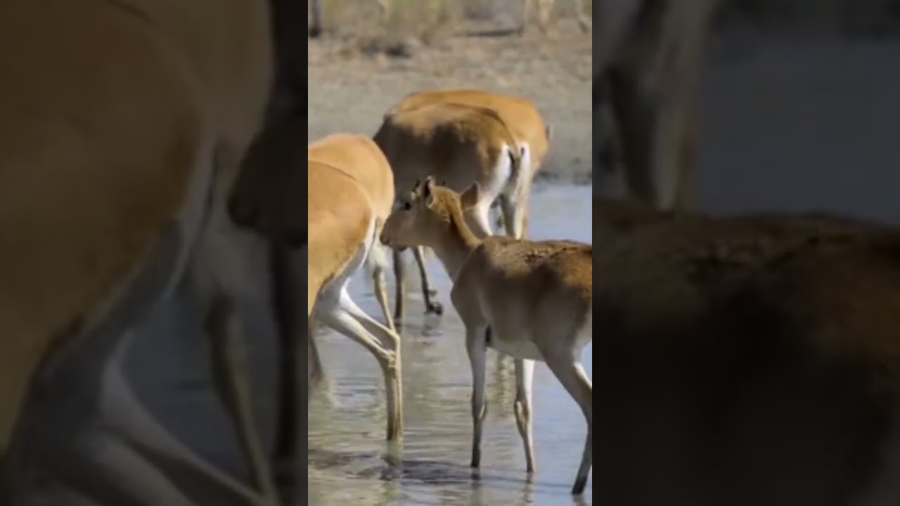 Saiga Antelopes drinking water 