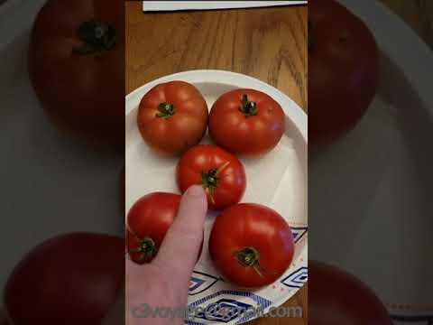 Video: Frøfri tomatplanter: Sådan dyrkes frøfri tomatsorter